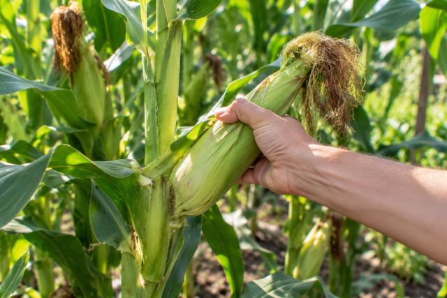 Twisting a ripe cob off the plant
