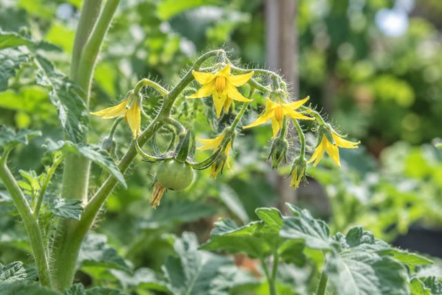 Yellow tomato flowers on a truss