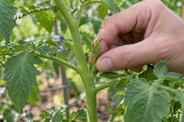 Pinching out a tomato side shoot