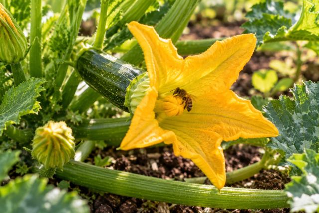 A female zucchini flower with a tiny fruit