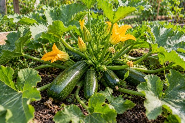 A productive zucchini plant with fruit and flowers