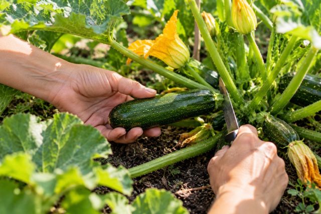 Cutting a small zucchini with a knife